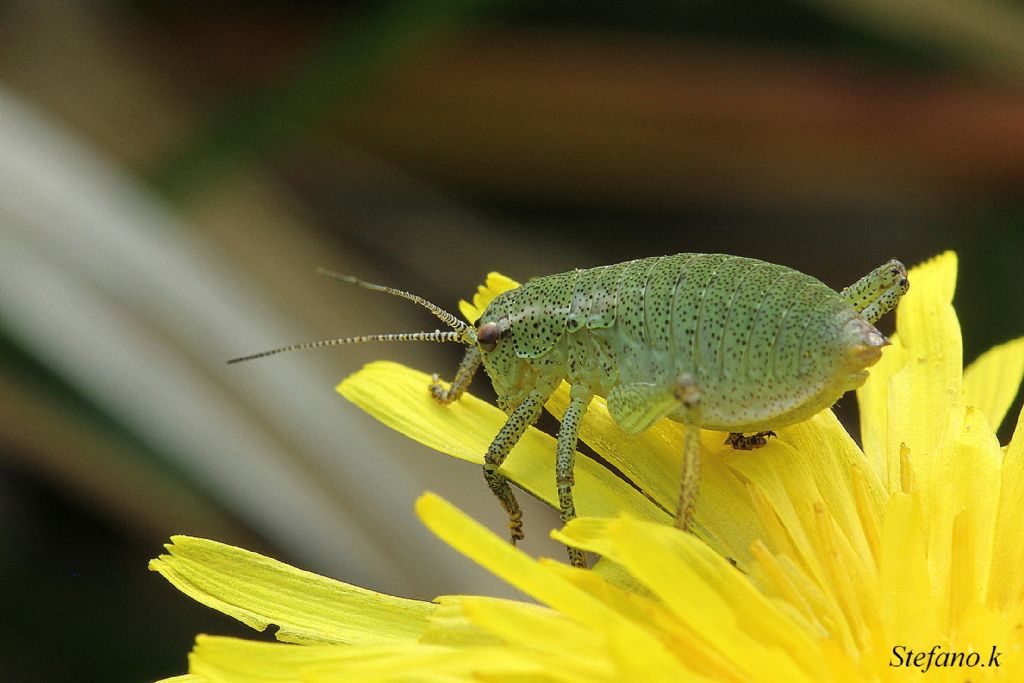 Neanide di Phaneropteridae. Forse Barbitistes sp.